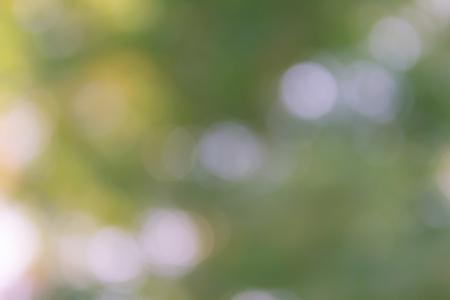 Fresh summer colour green tone soft bokeh abstract backgroundの写真素材