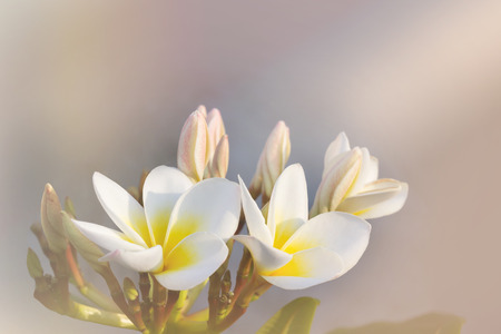 Romantic soft mood colour frangipani yellow white flowerの写真素材