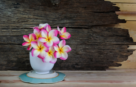 Pink flower frangipani in white cup with wood background in soft still-life colour tone and copy spaceの写真素材