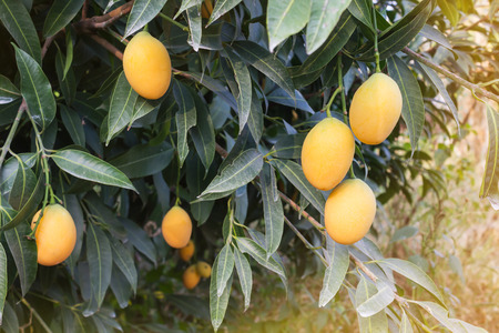 Mango plum fruits on tree in garden view backgroundの写真素材