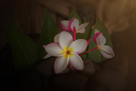 Sepia and antique colour tone of flower frangipani or plumeria bunch and green leaf with wooden backgroundの写真素材