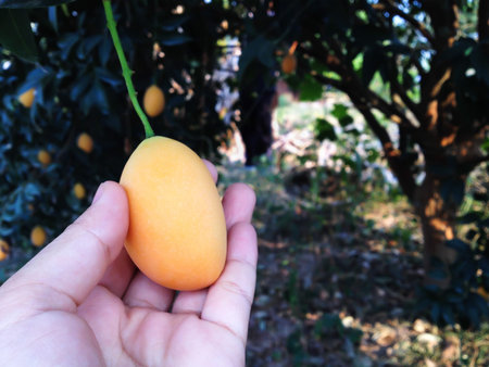 Hand and single mango plum under tree garden view