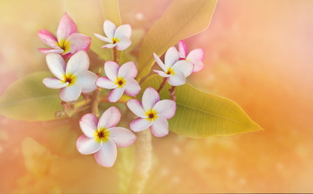 Romantic soft mood colour frangipani yellow white pink flower on pastel colourの写真素材
