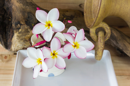 White flower plumeria with dry stumpの写真素材
