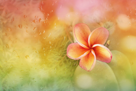 Plumeria or frangipani flower with abstract blurred background rain drop on glass mirror in fresh colourful summer orange pink and green bokehの写真素材