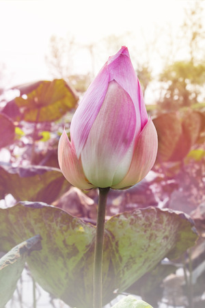 Beautiful pink bud lotus flower in natural pond and happy morning feeling with copy spaceの写真素材