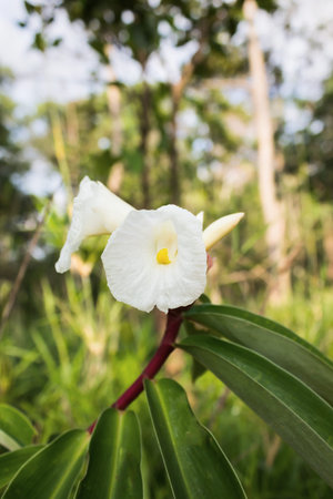 Beautiful fresh white wild flower in nature view background and copy space