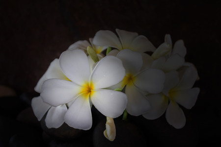 Focused plumeria or frangipani white and yellow flower on dark backgroundの写真素材