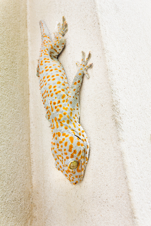 Focused eye and head gecko or gecko verticillatus, orange and grey colour dot knotted or ragged skin gecko on the wall, Gecko one of  scary  lizard animal big gecko Lacertilia (Sauria)の写真素材