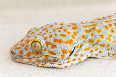 Focused eye and head gecko or gecko verticillatus, orange and grey colour dot knotted or ragged skin gecko on the floor, Gecko one of  scary  lizard animal big gecko Lacertilia (Sauria)の写真素材