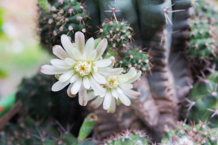 Cactus flowers on tree in soft mood,Mila or closeup cactus flower and blank space area for backgroundの写真素材