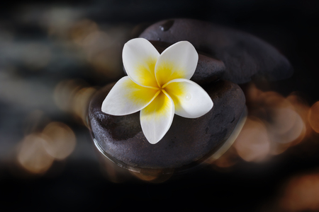 White yellow fragrant flower plumeria or frangipani on pebble and water in the dark with golden orange colour bokeh or glow and shine light and copy space backgroundの写真素材