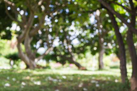 Blurred background of tree and green grass field in the park with sunlight bokeh for nature view backgroundの写真素材