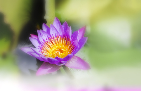 Beautiful violet purple dreamy  lotus flower on the pondの写真素材