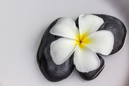 Flower plumeria or frangipani on stone or pebble and waterの写真素材