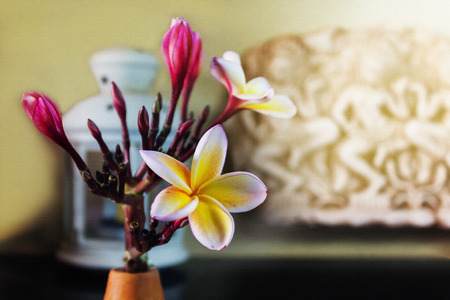 Texture harmony charming picture of pink yellow flower frangipani or plumeria in vintage and boutique mood with blank space areaの写真素材