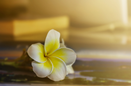 Single flower plumeria or frangipani in vintage colour toneの写真素材