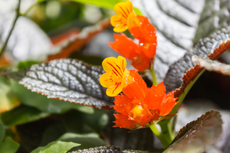 Focused at mini lovely yellow flower an green leaf nature background with blank space areaの写真素材