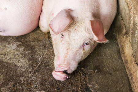Closeup pig face, pig lay down in hovenの写真素材