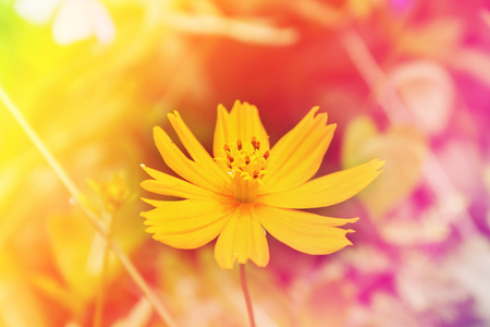 Single cosmos flower in pink yellow colourの写真素材