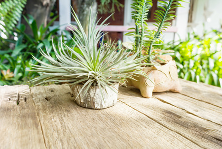 Small plant on wooden table in garden viewの写真素材