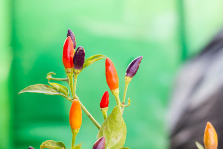 Group of colourful red, purple and orange small chilli spicy herb vegetable