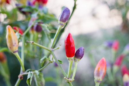 Red and violet small chilli group on tree, spicy Thai herb fresh colourful ingredient vegetable