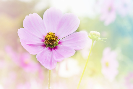 Pink cosmos flower in cosmos field in romantic dreamy colour mood nature background with copy spaceの写真素材