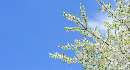 Branches of blossoming cherry on blue sky backgroundの写真素材