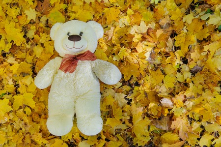 Teddy bear sitting in a autumn leavesの写真素材