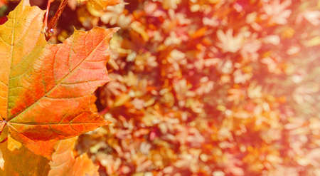 Colorful autumn leaves of maple tree with shallow focus. Fall blurred background.. Free space for text, holidays motive. Fall and Autumn Season Conceptの写真素材