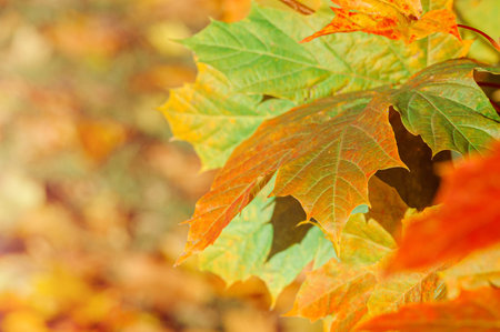 Colorful autumn leaves of maple tree with shallow focus. Fall blurred background.. Free space for...