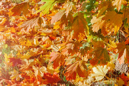 Colorful autumn leaves of maple tree with shallow focus. Free space for text, holidays motive. Fall and Autumn Season Conceptの写真素材