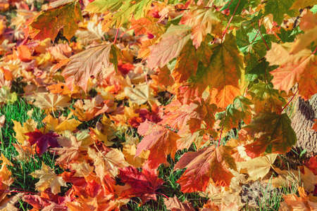 Colorful autumn leaves of maple tree with shallow focus. Free space for text, holidays motive. Fall and Autumn Season Conceptの写真素材