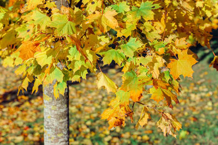 Maple tree in autumn in the park. Fallen yellow maple leaves in autumn on green grassの写真素材