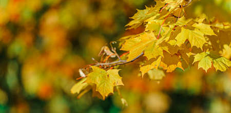 Colorful autumn leaves of maple tree with shallow focus. Fall blurred background.. Free space for text, holidays motive. Fall and Autumn Season Conceptの写真素材