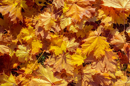 Yellow and orange autumn leaves background. Outdoor.Colorful backround image of fallen autumn leaves. Autumn time on a sunny day.の写真素材