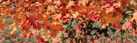 Colorful autumn leaves of maple tree with shallow focus. Fall blurred background.. Free space for text, holidays motive. Fall and Autumn Season Conceptの写真素材