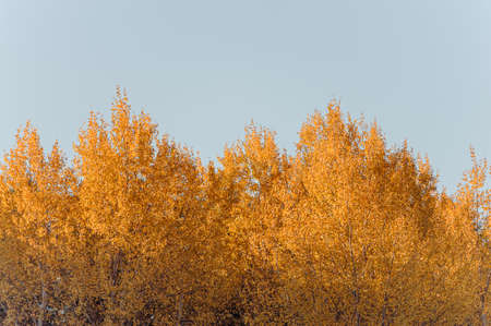 Bright yellow autumn leaves on a background of blue sky in fine Sunny weather. Beautiful autumn nature background.の写真素材