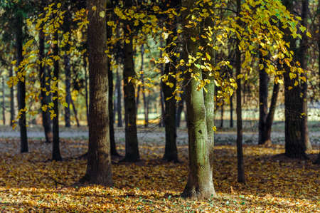 Autumn forest leaves fall in ground landscape on autumnal backgroundの写真素材