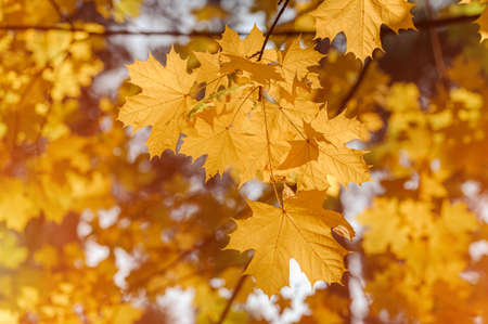 Autumn leaves of maple tree on blurred nature background. Shallow focus. Fall sun bokeh.の写真素材