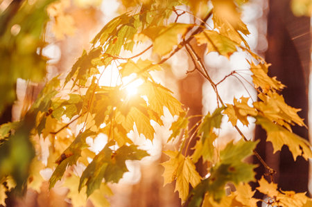 Autumn leaves of maple tree on blurred nature background. Shallow focus. Fall sun bokeh.
