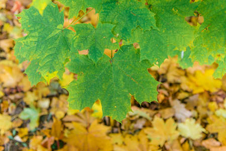 Colorful autumn leaves of maple tree with shallow focus. Fall blurred background .. Free space for text, holidays motive. Fall and Autumn Season Conceptの写真素材