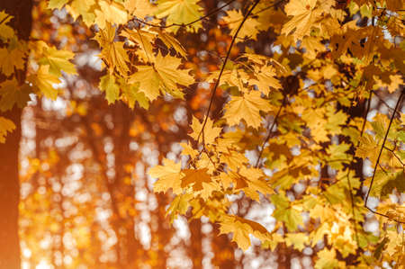 Autumn leaves of maple tree on blurred nature background. Shallow focus. Fall sun bokeh.の写真素材