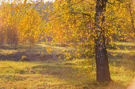 Golden birch forest. Panoramic view. Green, orange, yellow, red leaves, close-up. Pure nature, environmental conservation, ecology. Tree trunks, natural autumn leaf texture pattern backgroundの写真素材