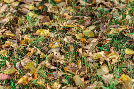 Autumn leaves on grass. Yellow and brown fallen leaves on green grass background.の写真素材