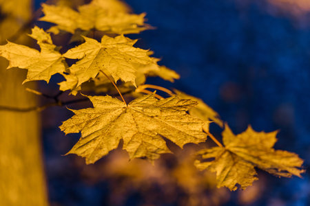 Maple yellow leaf autumn sunset tree. Blurred blue background cold light. Space for textの写真素材