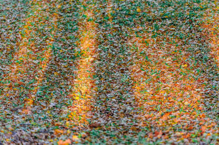 Autumn nature background. Yellow and brown fallen leaves on green grass background. Shades of treesの写真素材