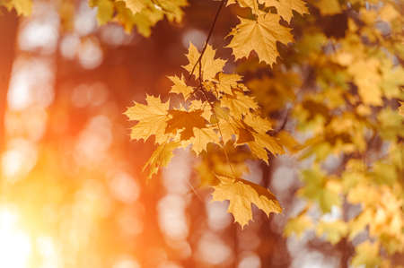 Autumn leaves of maple tree on blurred nature background. Shallow focus. Fall sun bokeh.の写真素材