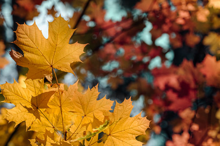 Autumn leaves of maple tree on blurred nature background. Shallow focus. Fall bokeh.の写真素材
